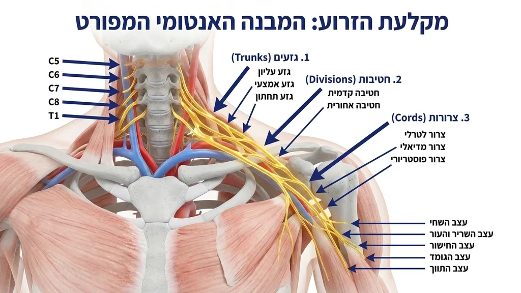 אנטומיה של מקלעת הזרוע והעצבים הפריפריים בכתף